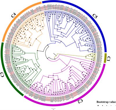 Genome-wide exploration of the GDSL-type esterase/lipase gene family in rapeseed reveals several BnGELP proteins active during early seedling development